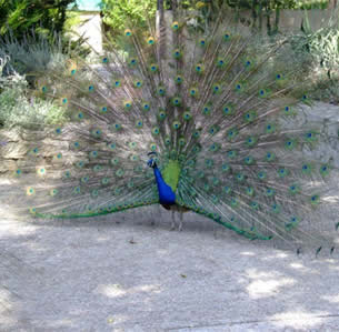 Los Angeles Arboretum